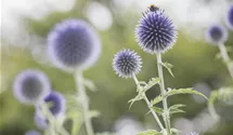 Kugeldistel