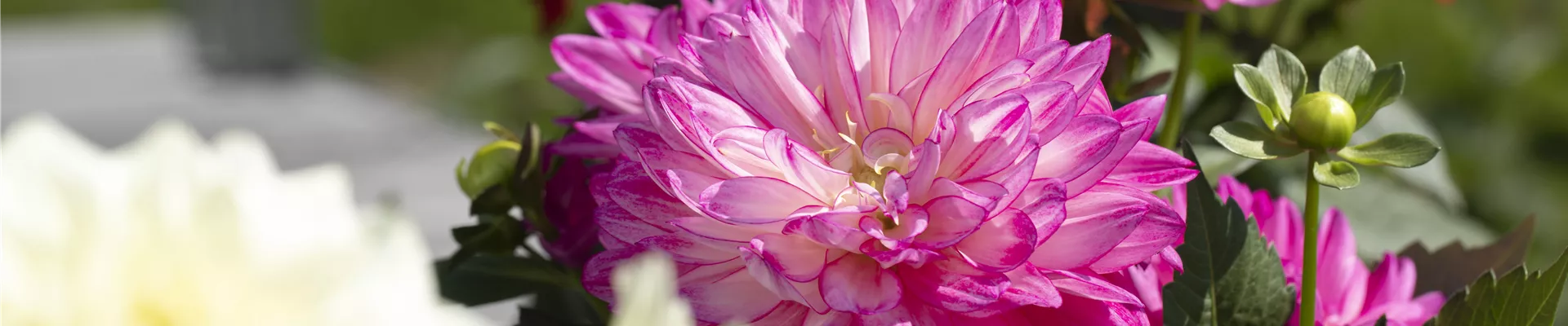 Dahlia Dahlia