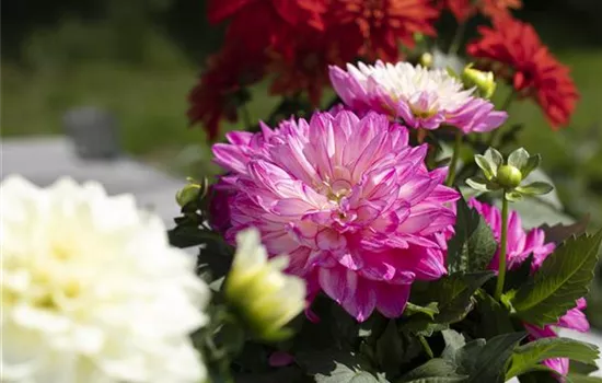 Farbe auf dem Balkon – Blumenzwiebeln für den Sommer Farbe auf dem Balkon – Blumenzwiebeln für den Sommer