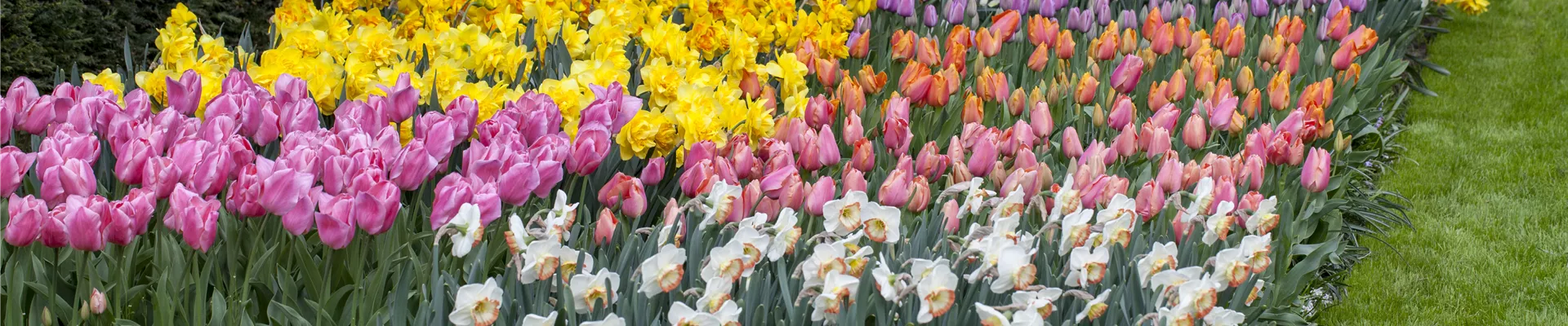 Tulipa Tulipa