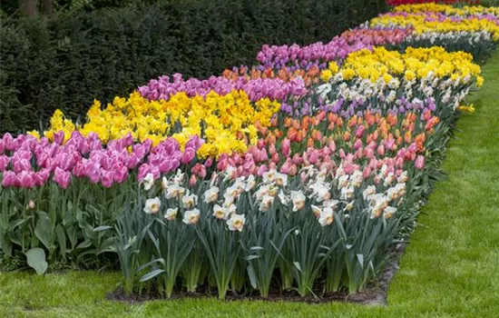 Das Blumenbeet pflegen: Gießen, düngen und schneiden Das Blumenbeet pflegen: Gießen, düngen und schneiden