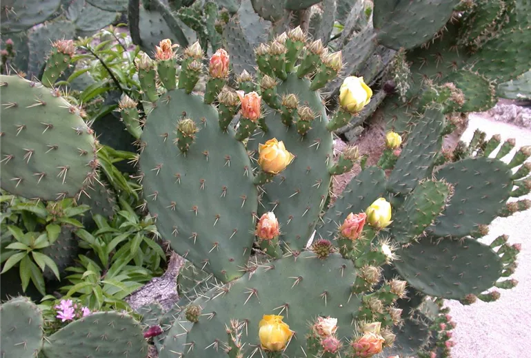 Opuntia ficus-indica