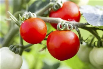 Tomatenrausch - So gelingen Anzucht, Kultur und Ernte