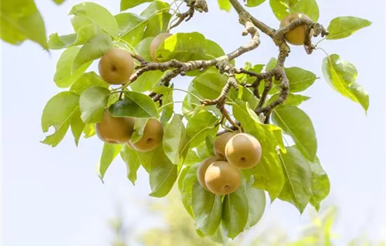Der Obstgarten – viele Leckereien für große und kleine Naschkatzen Der Obstgarten – viele Leckereien für große und kleine Naschkatzen