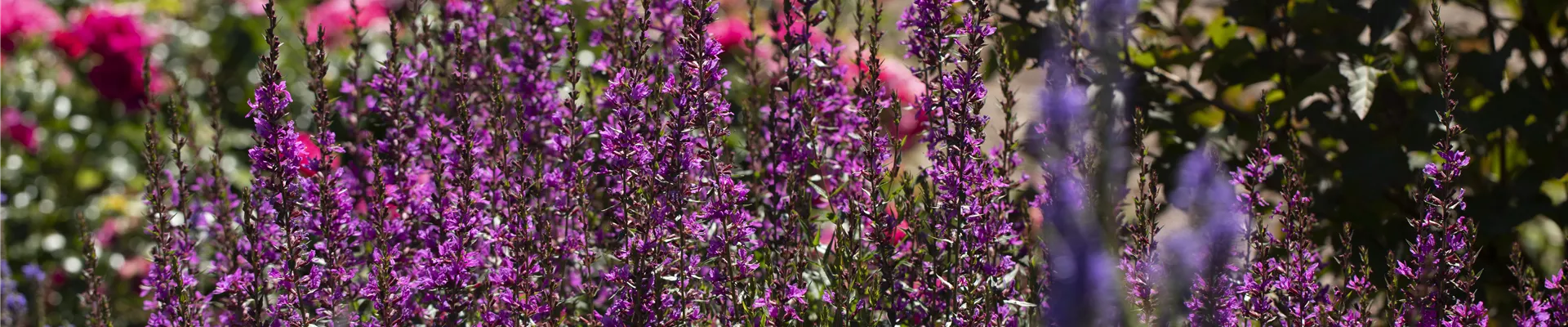 Lythrum salicaria Lythrum salicaria