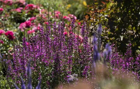 Wellness im eigenen Garten - Oasen schaffen Wellness im eigenen Garten - Oasen schaffen