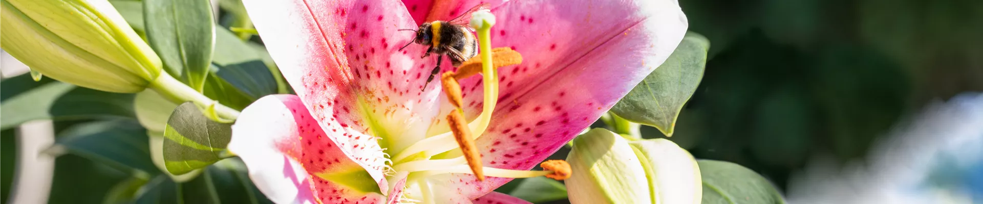 Lilium Oriental, rosa-weiß Lilium Oriental, rosa-weiß