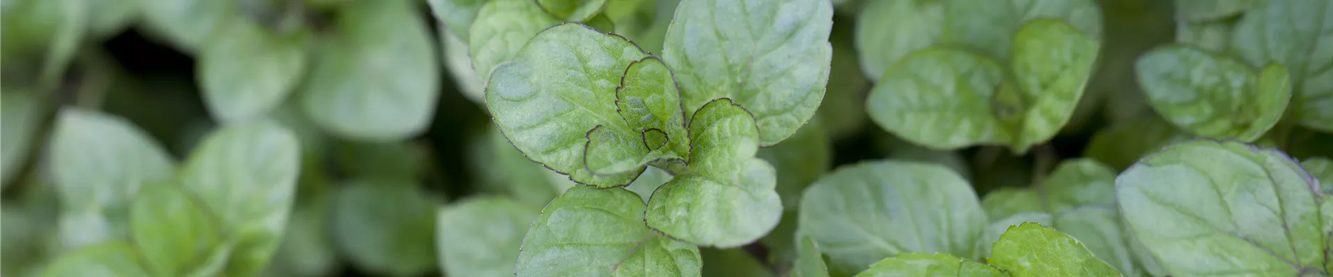 Mentha x piperita 'Orange' Mentha x piperita 'Orange'