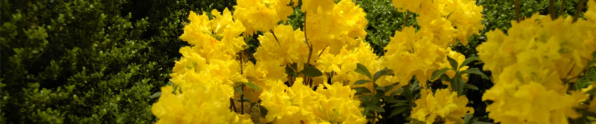 Rhododendron luteum 'Sun Chariot' Rhododendron luteum 'Sun Chariot'