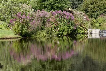 Natürliche Algenbekämpfung im Teich