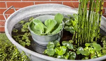 Wassersalat