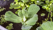 Wassersalat