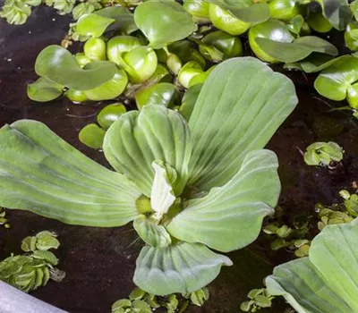 Pistia stratiotes Pistia stratiotes