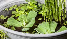 Wassersalat