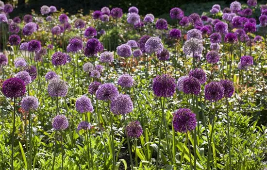 Sommerurlaub für Blumenzwiebeln und Knollen Sommerurlaub für Blumenzwiebeln und Knollen