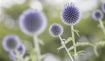 Kugeldistel