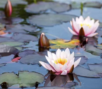 Nymphaea Nymphaea