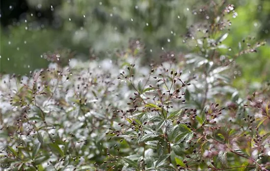 Wasser marsch – Regenwasser für durstige Pflanzen Wasser marsch – Regenwasser für durstige Pflanzen