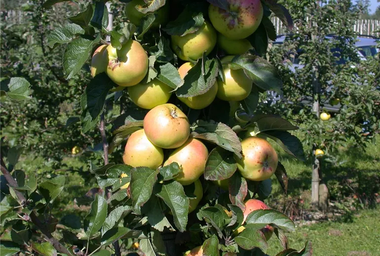 Malus domestica 'Minister von Hammerstein'(s)