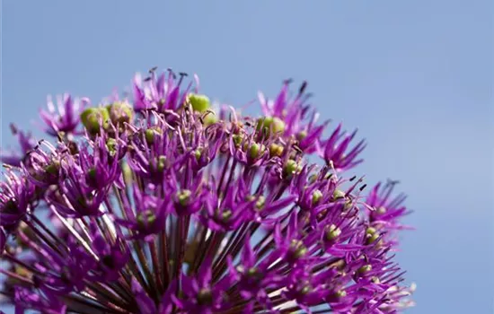 Essbare Blüten machen immer mehr Furore Essbare Blüten machen immer mehr Furore