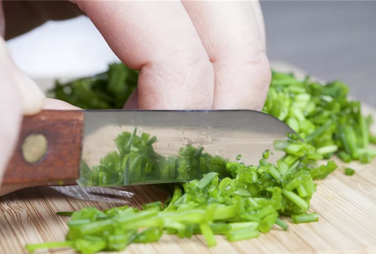 Allium schoenoprasum