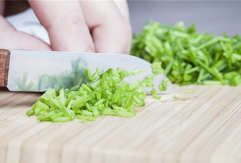 Allium schoenoprasum