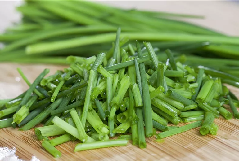 Allium schoenoprasum