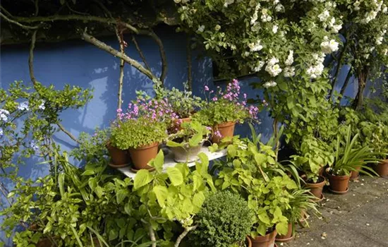 Die Blumentreppe – Blüten wollen hoch hinaus Die Blumentreppe – Blüten wollen hoch hinaus