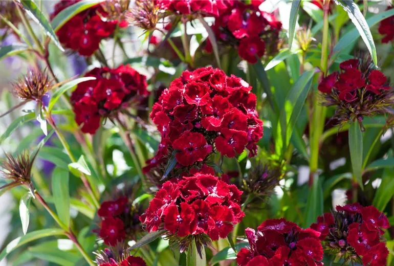 Dianthus barbatus 'Dash'
