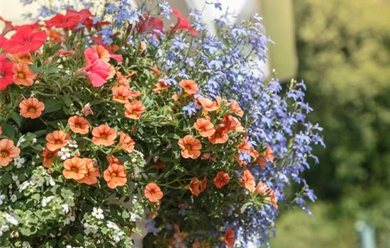 Urban Gardening – Blumenampel aus Konservendosen Urban Gardening – Blumenampel aus Konservendosen