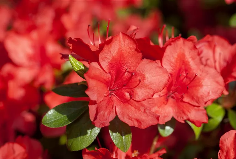 Rhododendron molle ssp. japonicum 'Nordlicht'
