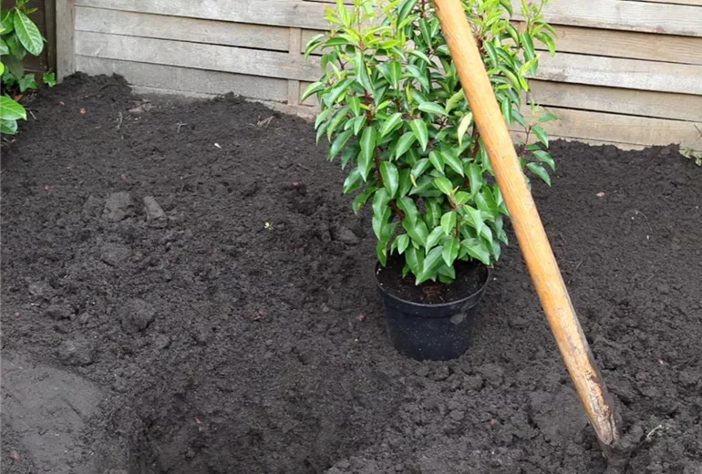 Portugiesischer Kirschlorbeer - Einpflanzen im Garten (2)