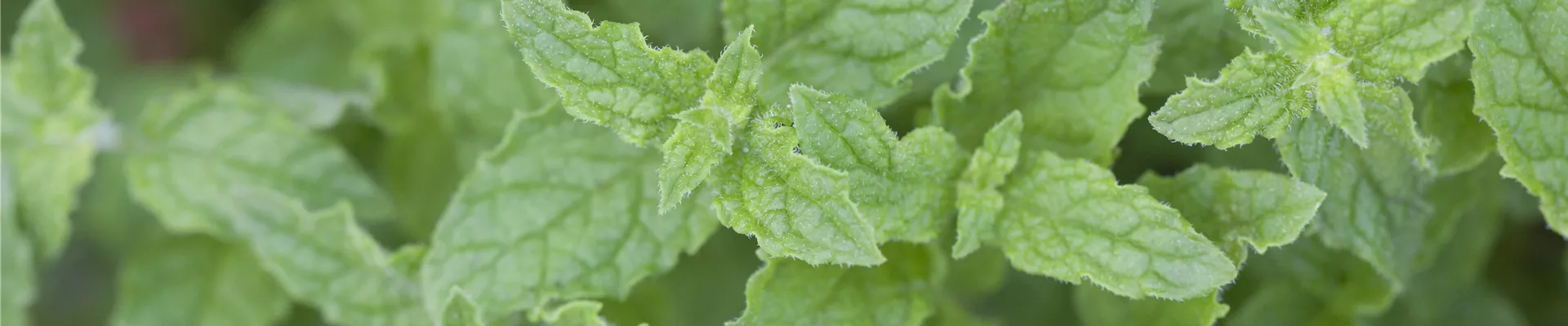 Mentha 'Erdbeere' Mentha 'Erdbeere'