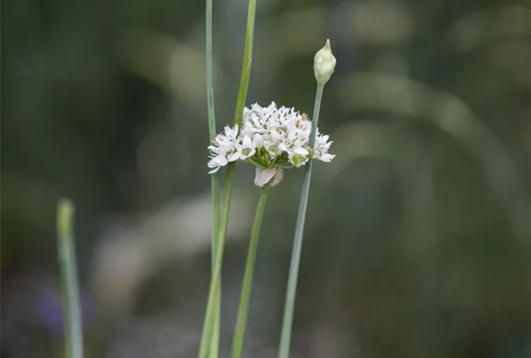 Allium tuberosum