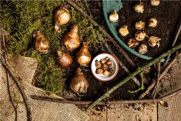 Ab in die Kiste – Blumenzwiebeln und Knollen einlagern