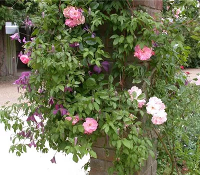 Clematis alpina Clematis alpina