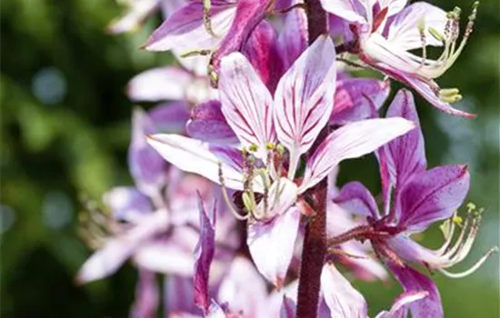 Diptam – Der brennende Busch im Garten Diptam – Der brennende Busch im Garten