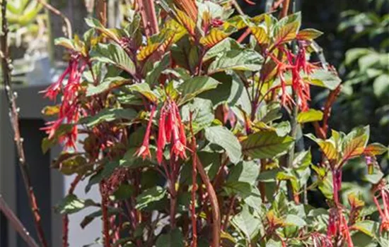 Winterschlaf für Geranien und Fuchsien Winterschlaf für Geranien und Fuchsien