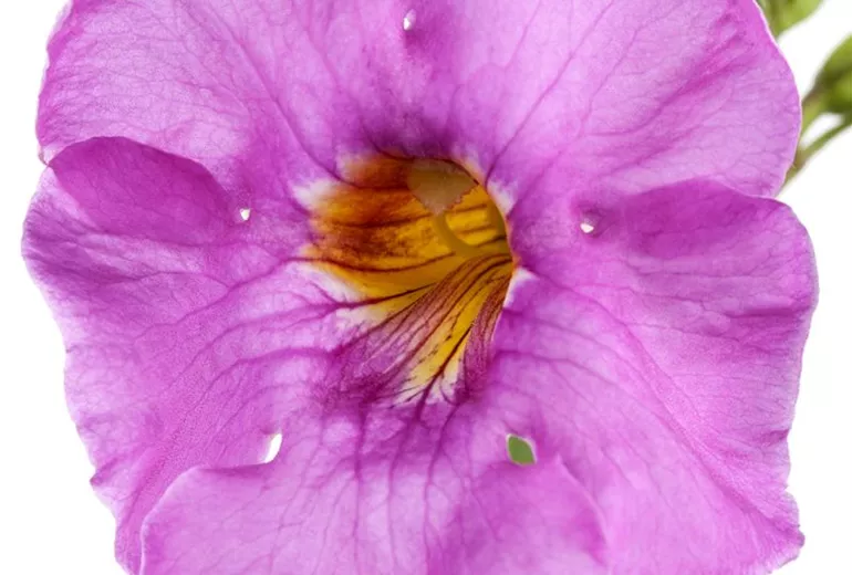 Incarvillea delavayi