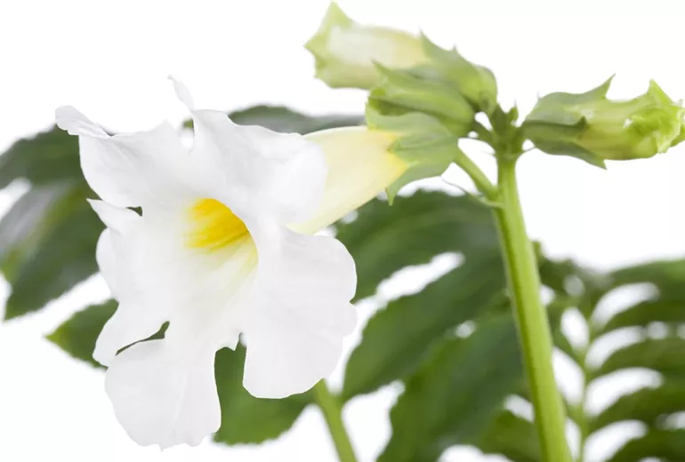 Incarvillea delavayi