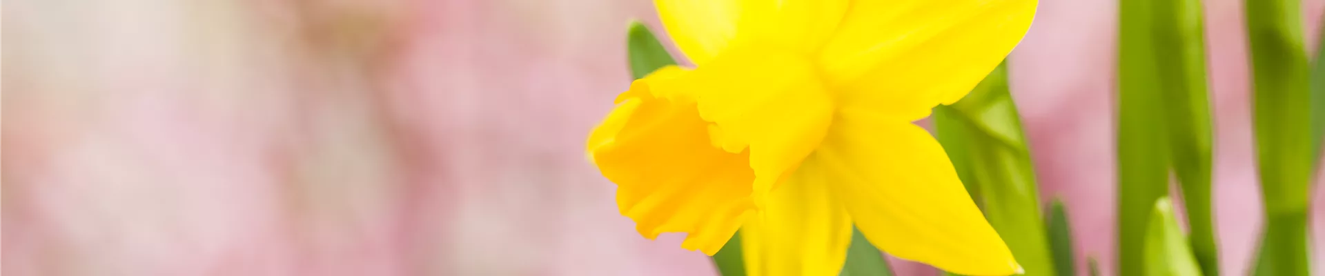 Narcissus Narcissus