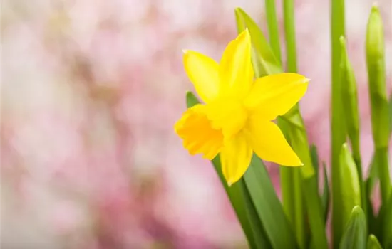 Frühling auf dem Balkon: Frühblüher pflanzen im Herbst Frühling auf dem Balkon: Frühblüher pflanzen im Herbst