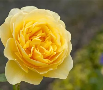 Englische Rosen Englische Rosen