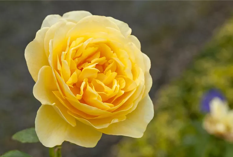 Englische Rose, gelb