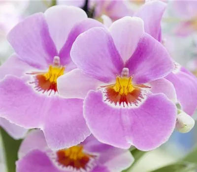 Miltonia Miltonia
