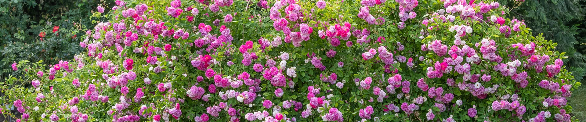 Wildrose Wildrose