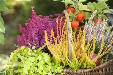 Ab in die Kiste! Herbstliche Deko mit Besenheide