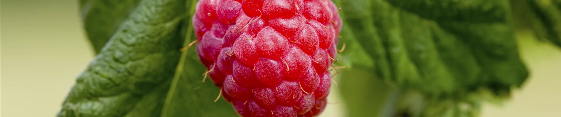 Rubus idaeus & Rubus fruticosus Rubus idaeus & Rubus fruticosus