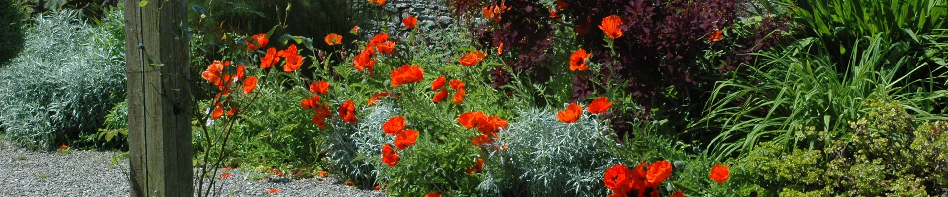 Papaver orientale, rot Papaver orientale, rot