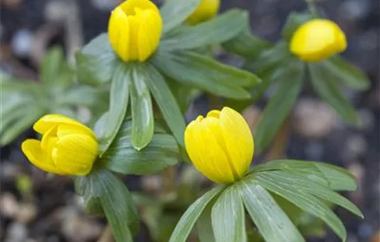 Winterlinge – erste Farbtupfer im winterlichen Garten Winterlinge – erste Farbtupfer im winterlichen Garten